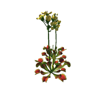 Flower_Venus flytrap3_1